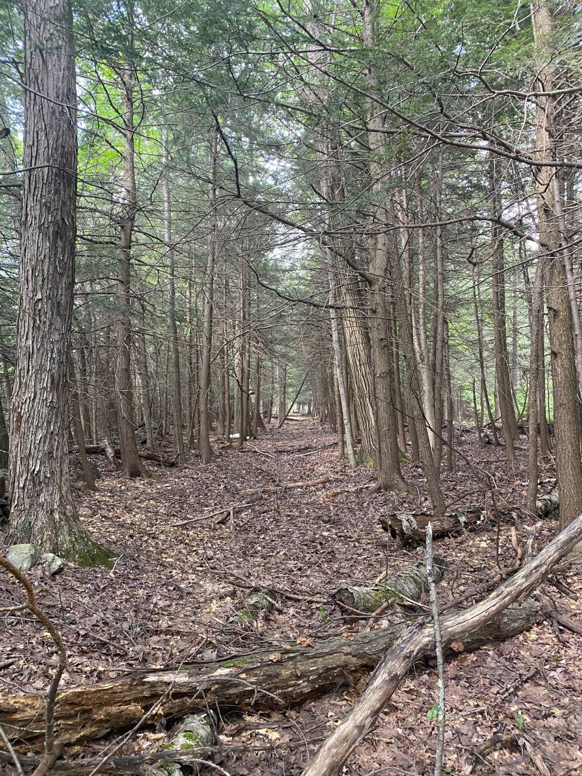 #1 photo, 40 Bailey Rd., Jewett , NY 12444