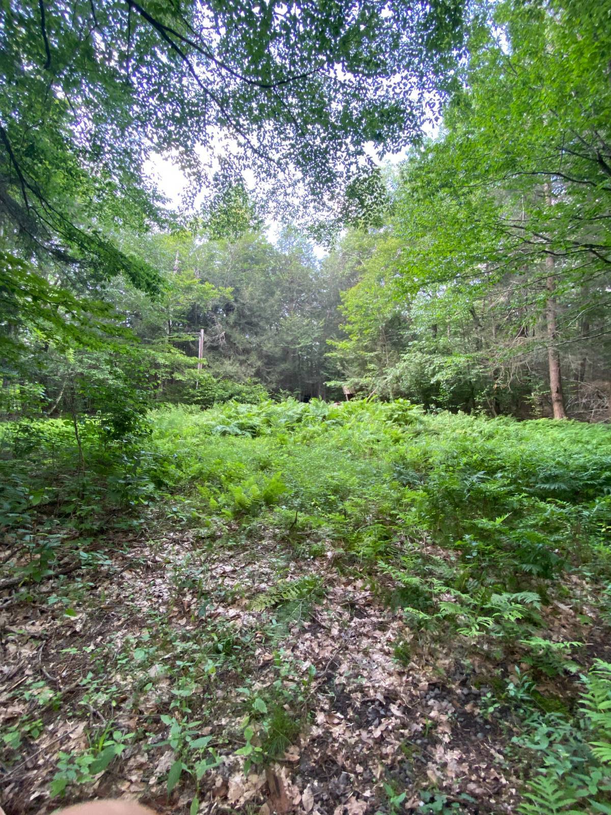 #3 photo, 40 Bailey Rd., Jewett , NY 12444