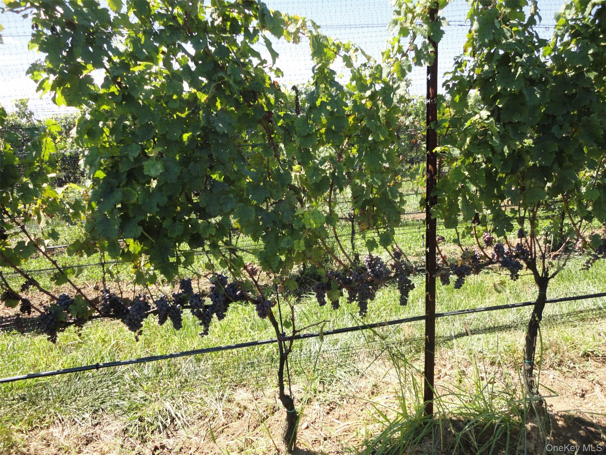 #3 photo, 156 Youngs Avenue, Calverton , NY 11933