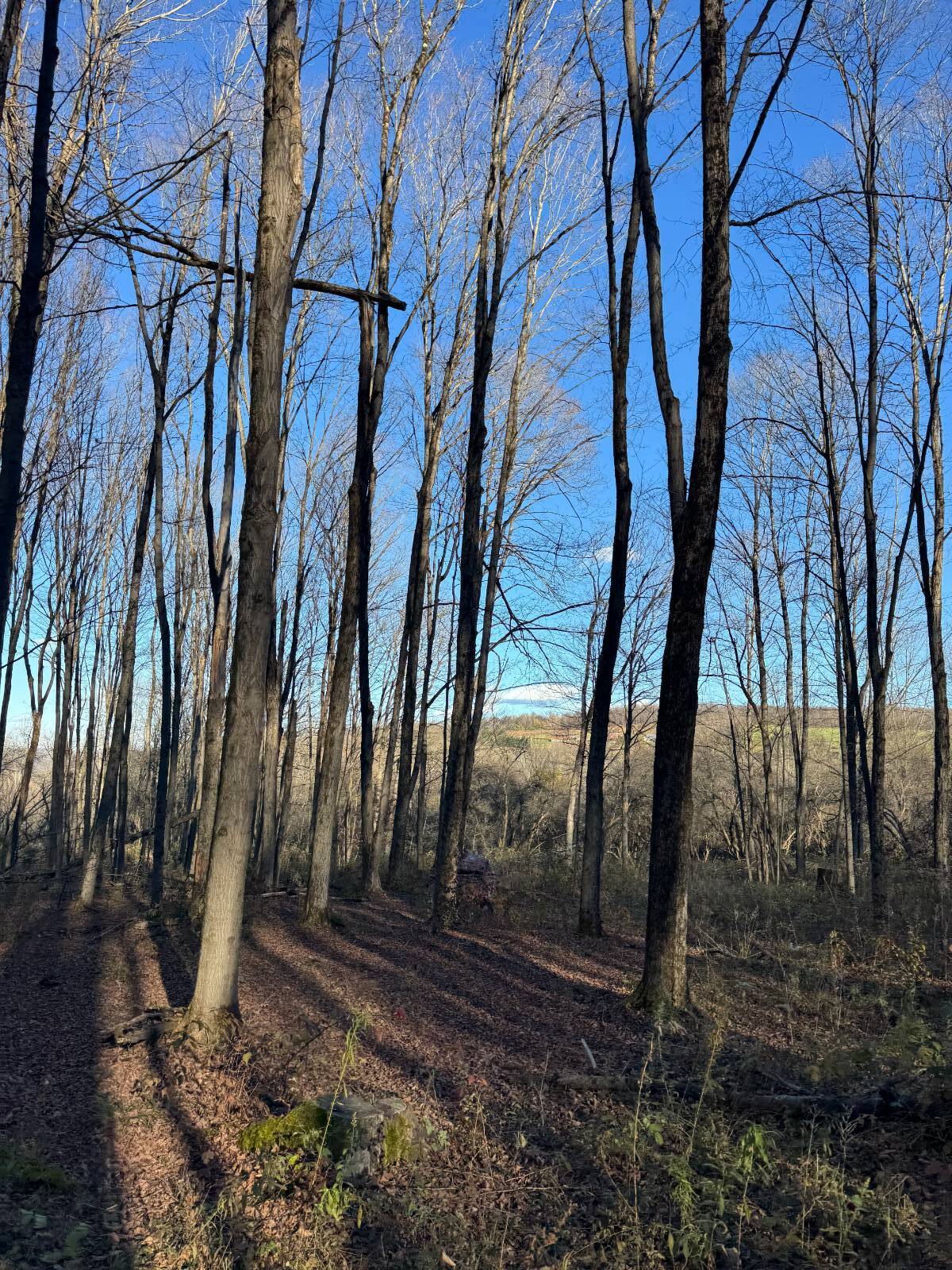 #15 photo, 00 Town Line Rd, McGraw , NY 13101