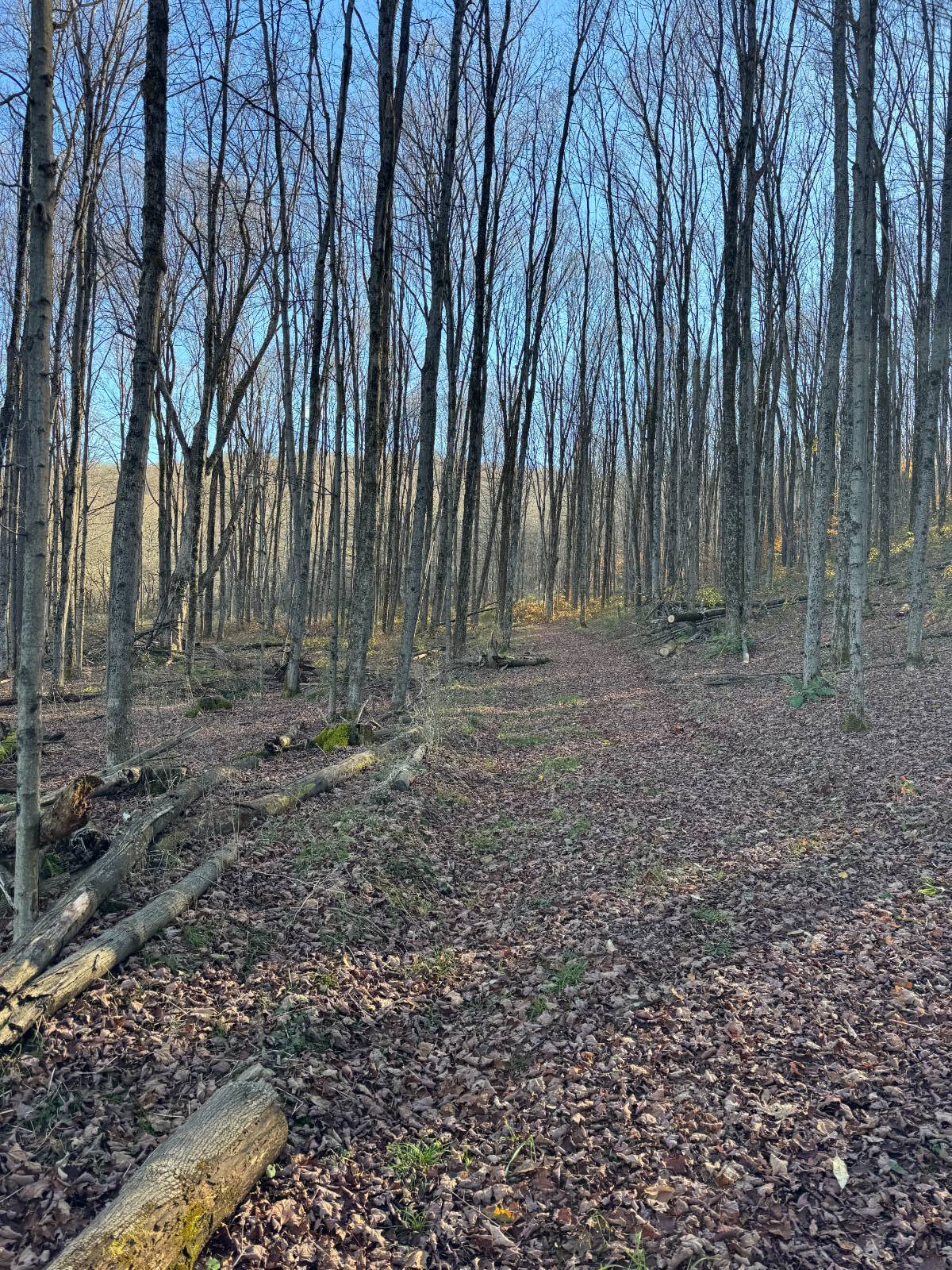 #17 photo, 00 Town Line Rd, McGraw , NY 13101