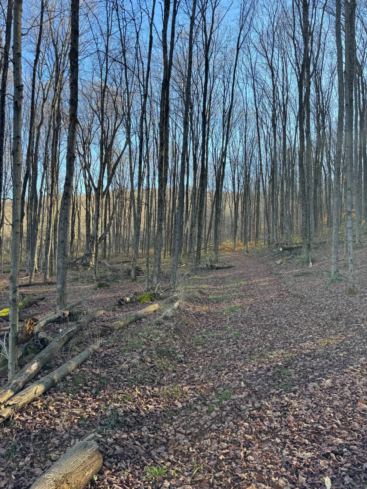 #18 photo, 00 Town Line Rd, McGraw , NY 13101