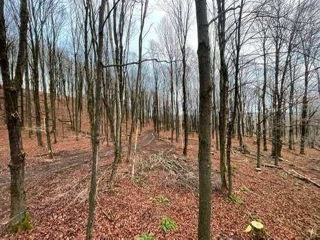 #3 photo, 00 Town Line Rd, McGraw , NY 13101