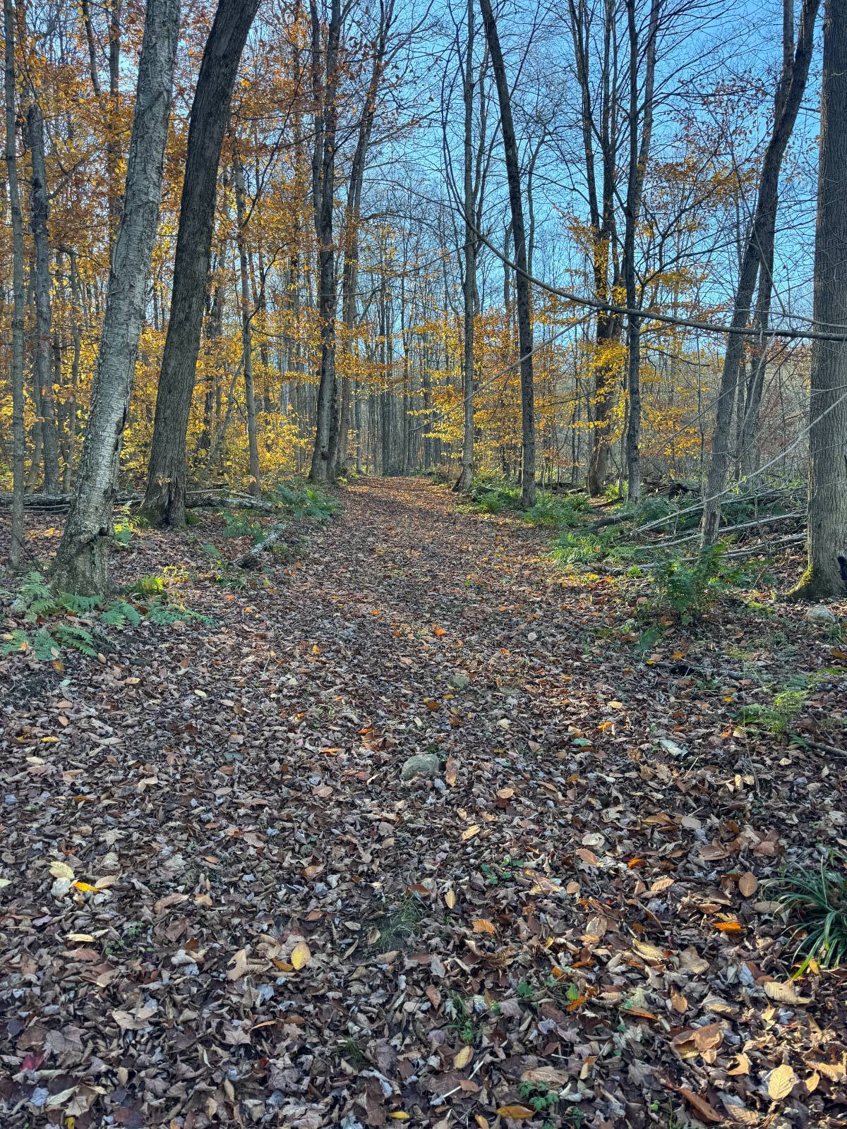 #7 photo, 00 Town Line Rd, McGraw , NY 13101