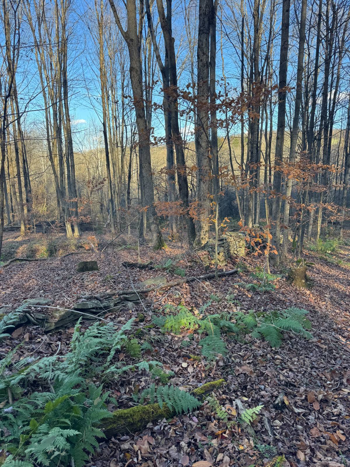 #8 photo, 00 Town Line Rd, McGraw , NY 13101