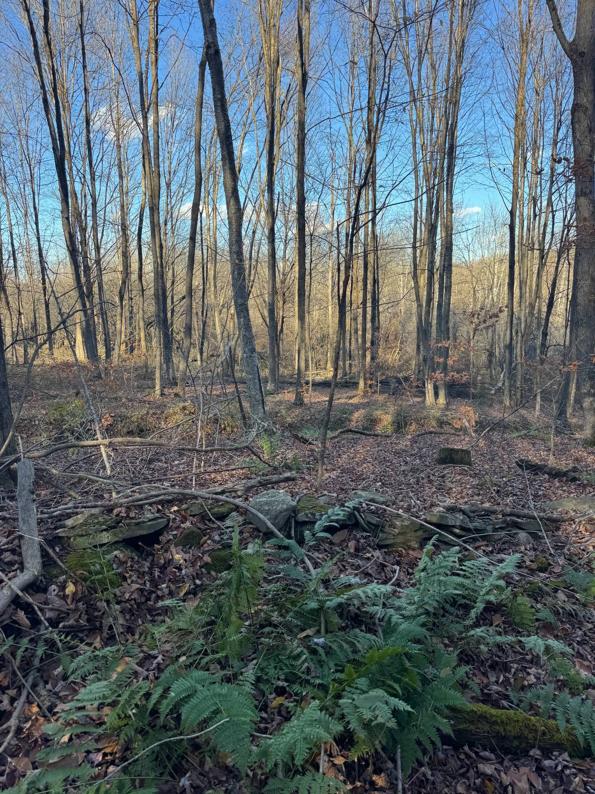 #9 photo, 00 Town Line Rd, McGraw , NY 13101