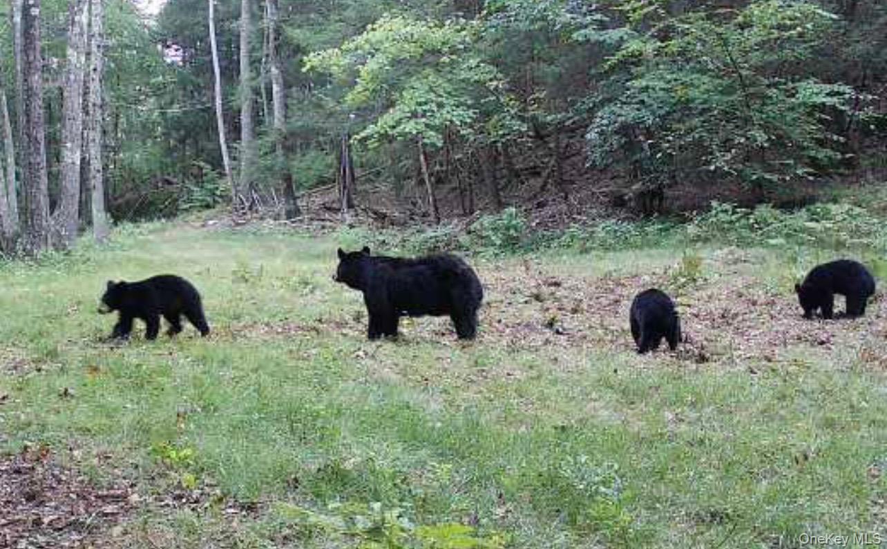 #10 photo, 80 Hunter Lane, Wassaic , NY 12592