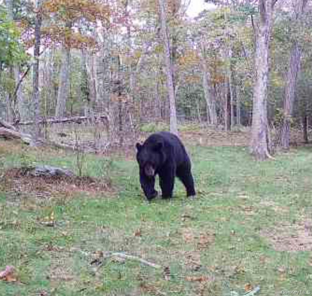 #11 photo, 80 Hunter Lane, Wassaic , NY 12592