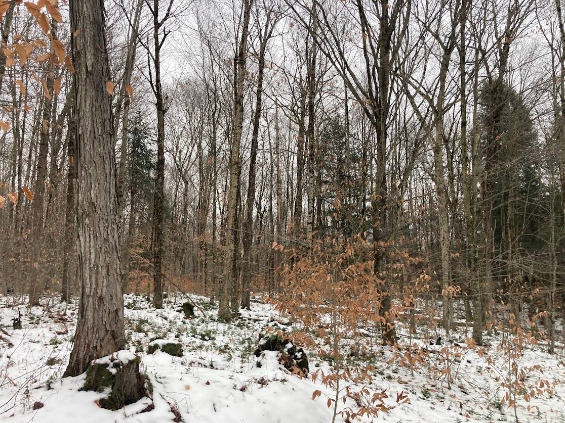 #5 photo, 0  Rt 8, Cold Brook , NY 13324