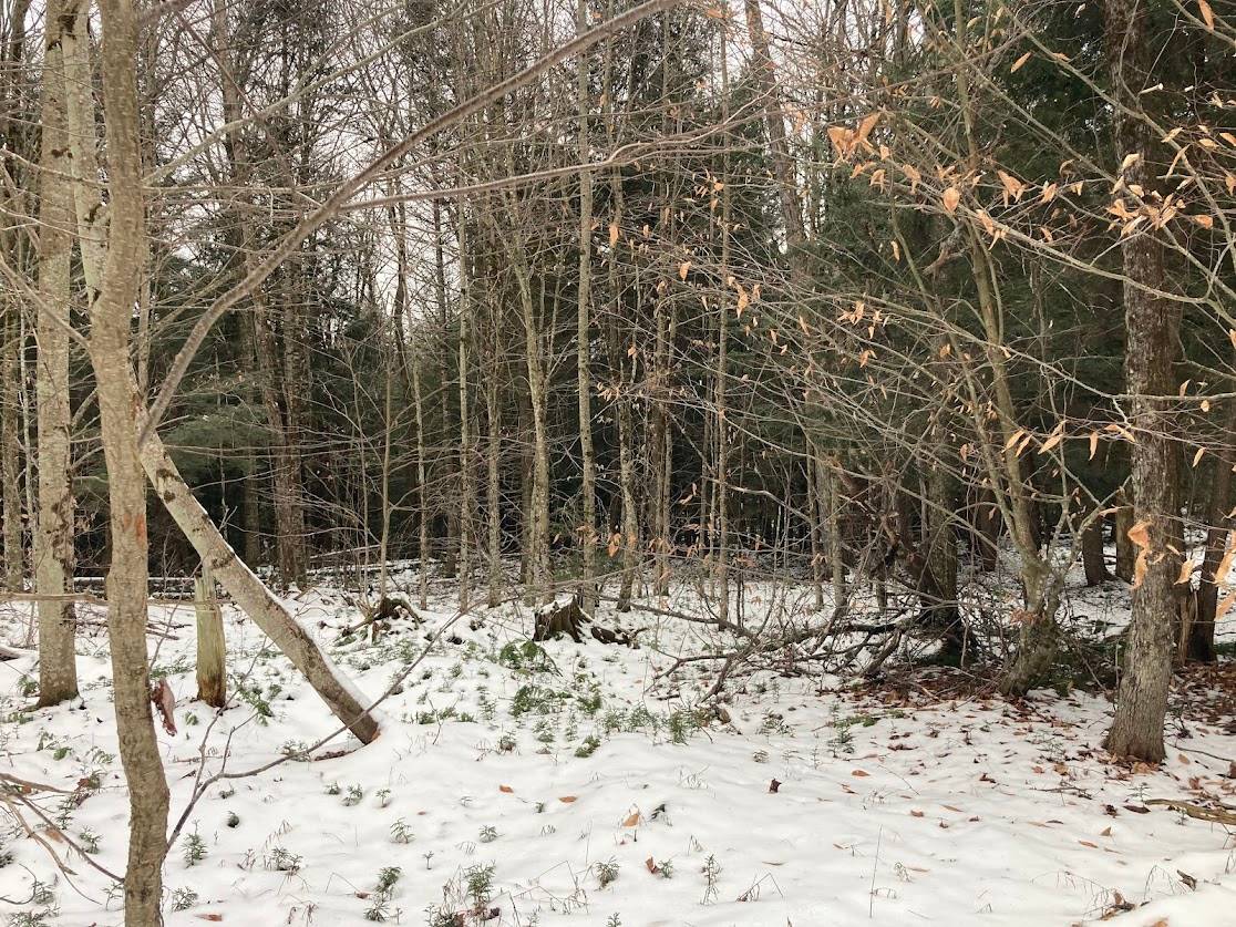 #6 photo, 0  Rt 8, Cold Brook , NY 13324