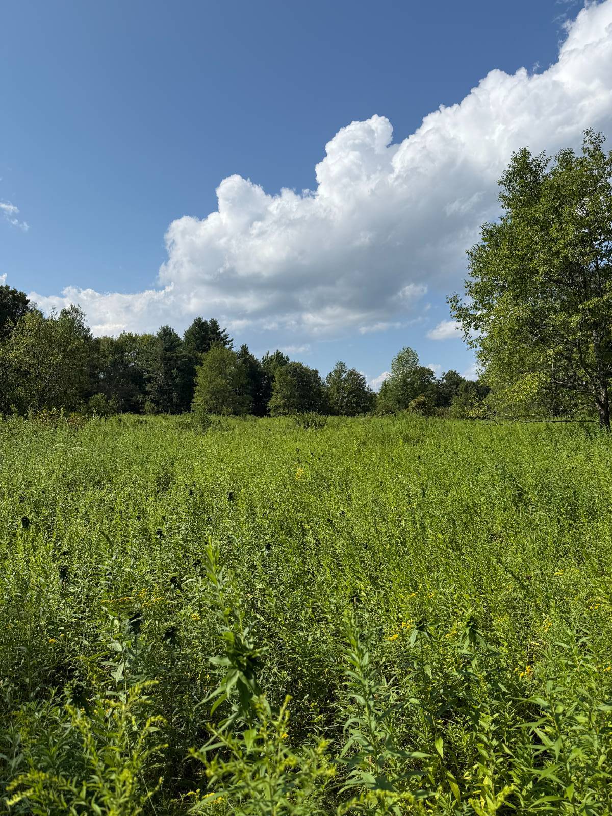 #3 photo, 0 Clark Rd Lot 5, Masonville , NY 13839