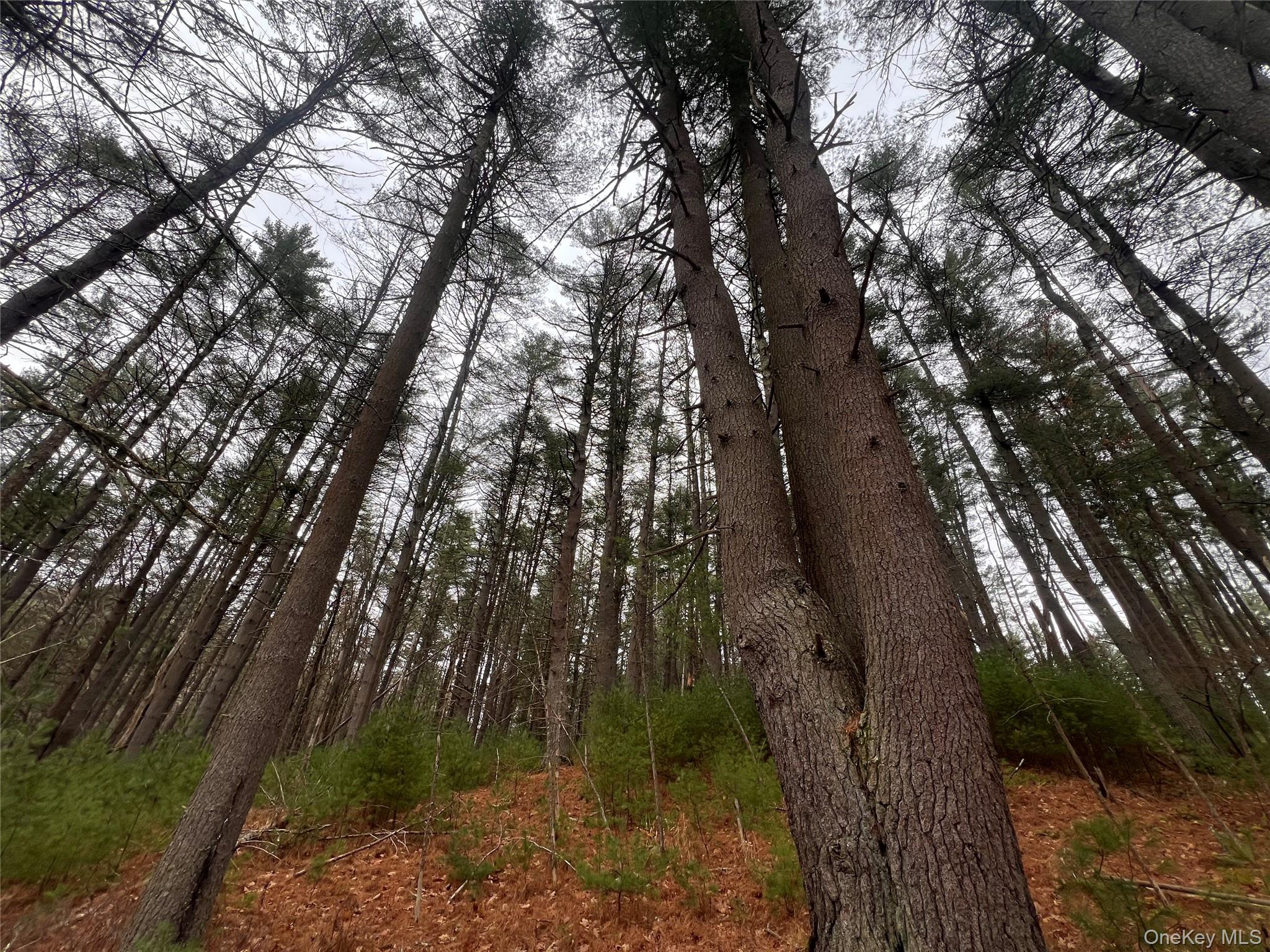 #12 photo, Hankins Rd, Narrowsburg , NY 12764