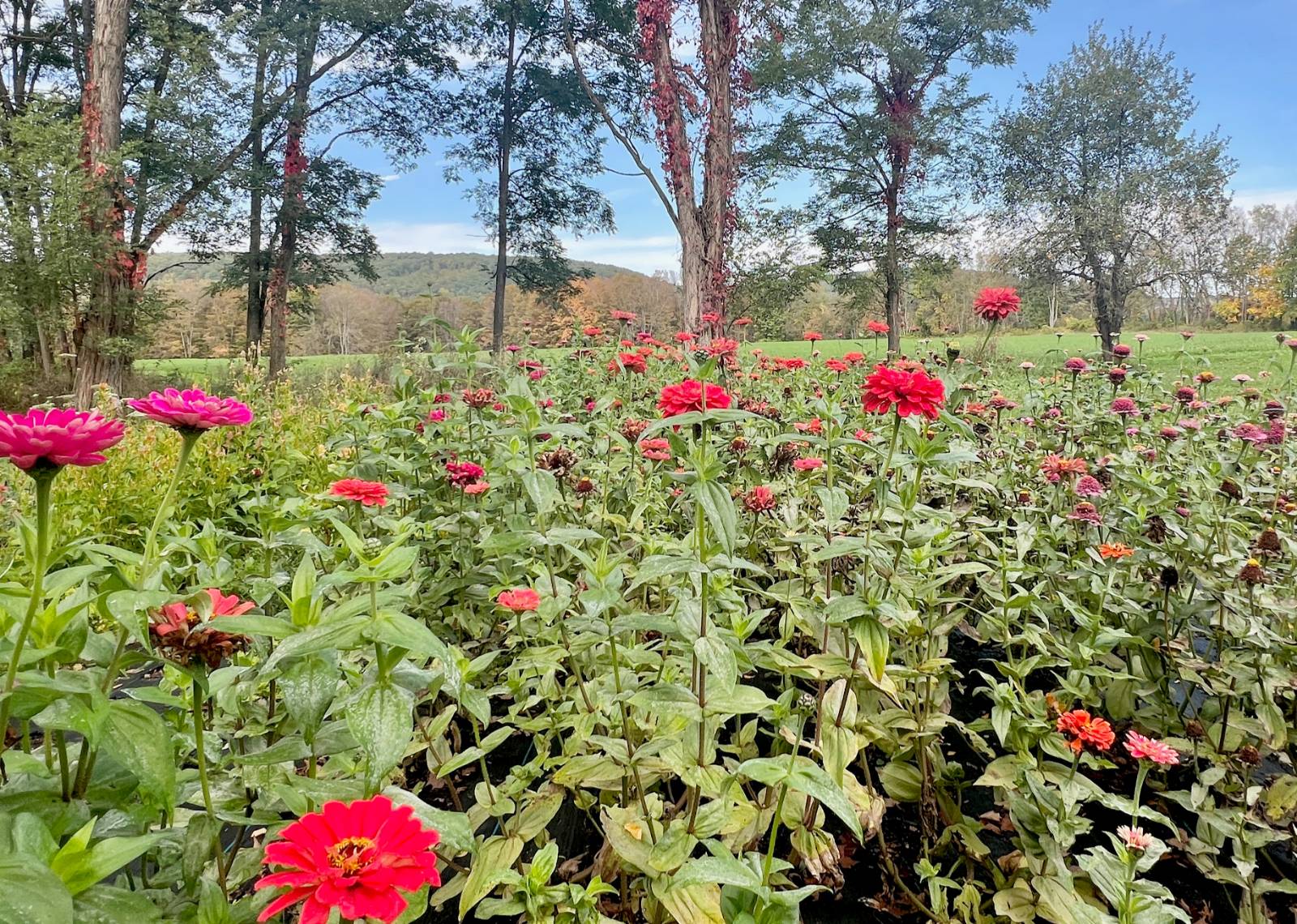 #31 photo, 935 County Highway 35, Milford , NY 12116