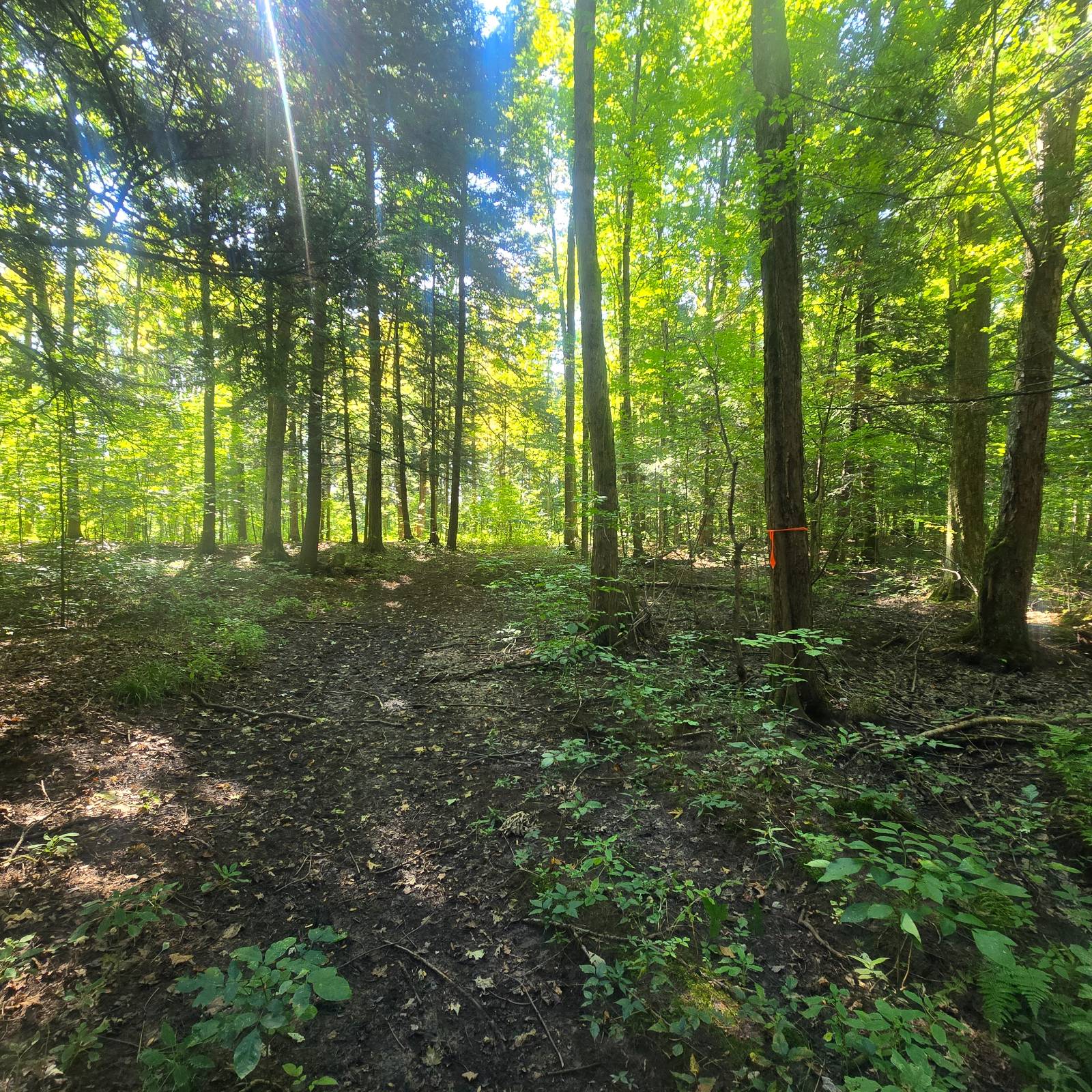 #19 photo, 2970 Whitelaw Rd, Canastota , NY 13032