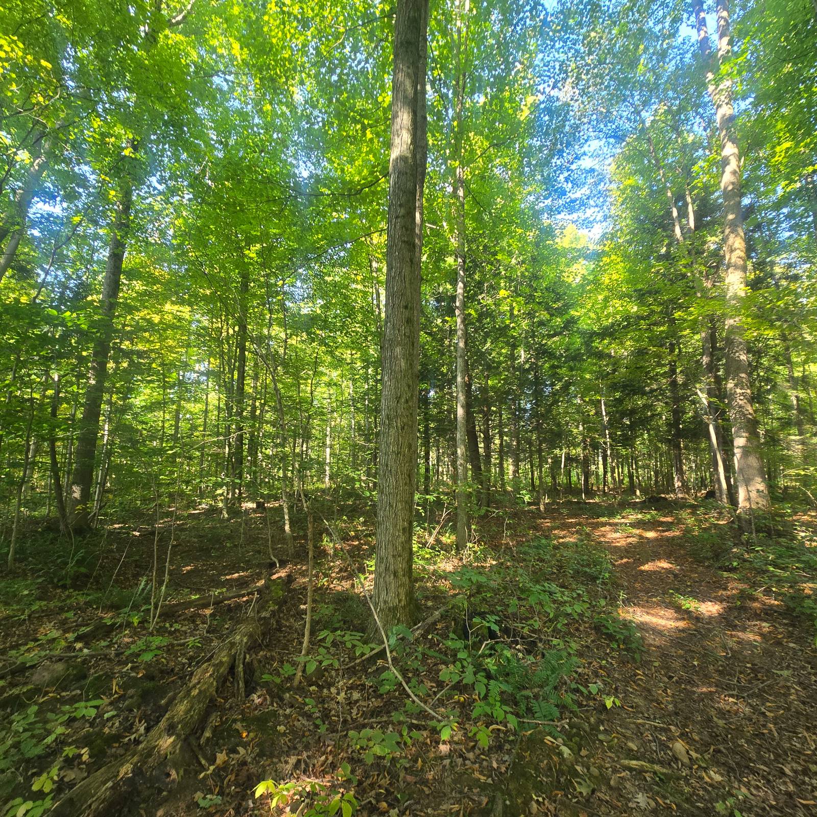 #20 photo, 2970 Whitelaw Rd, Canastota , NY 13032