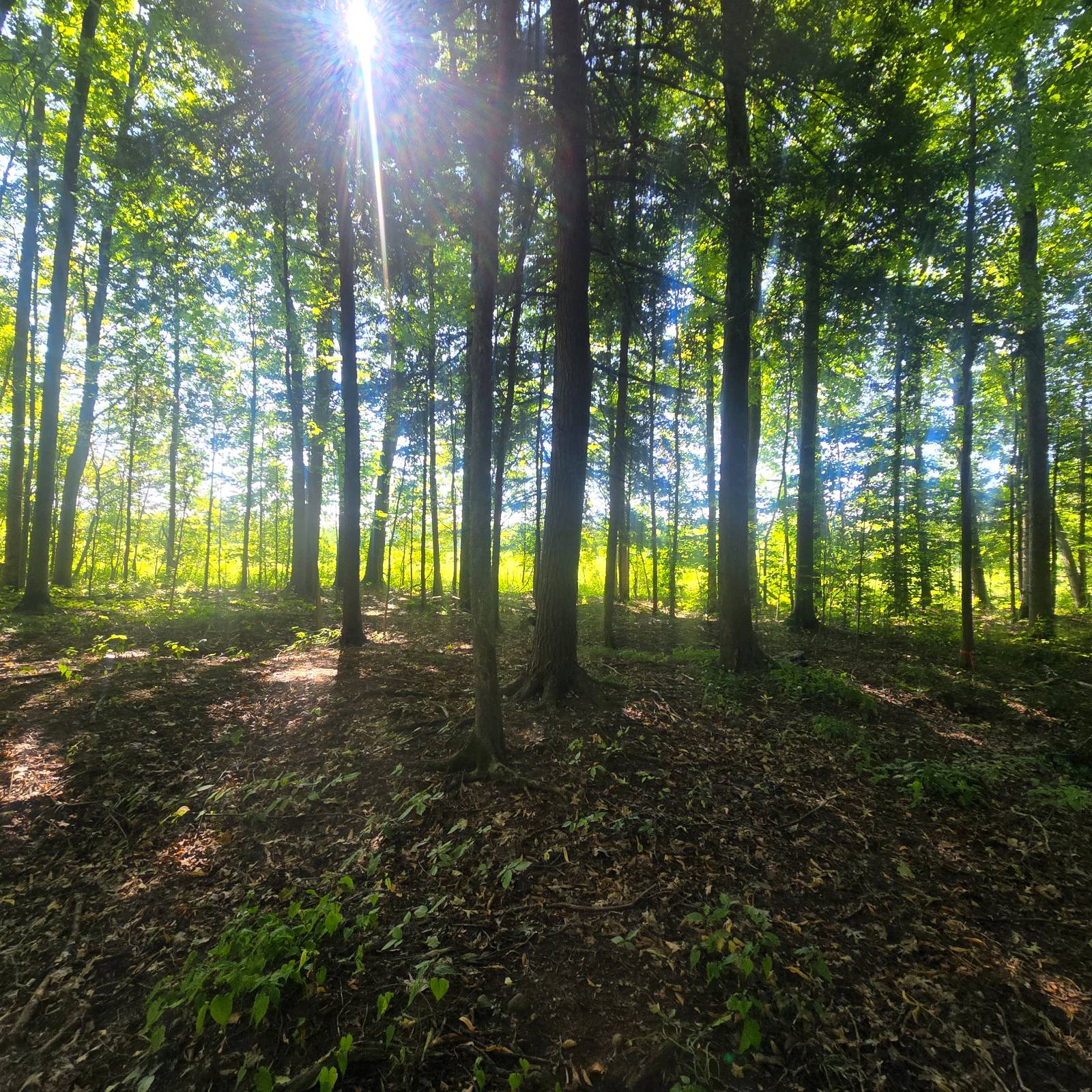 #3 photo, 2970 Whitelaw Rd, Canastota , NY 13032