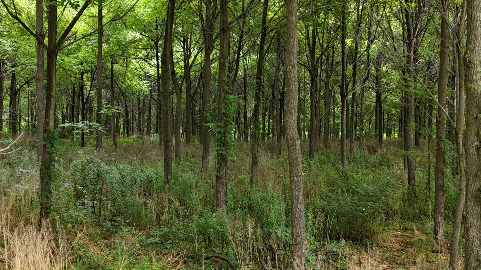 #14 photo, 00 County Rd 14, Earlville , NY 13332