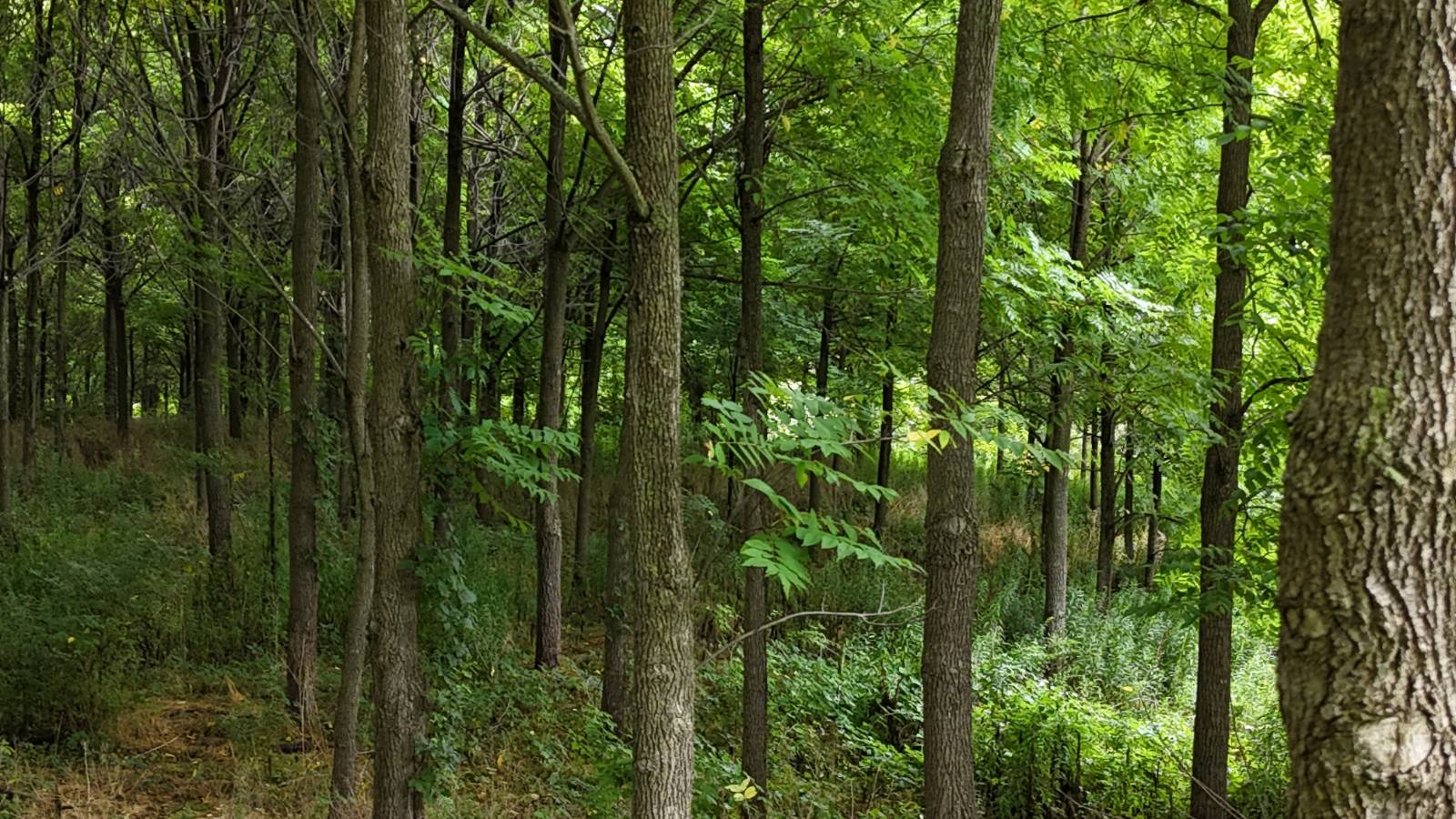 #15 photo, 00 County Rd 14, Earlville , NY 13332