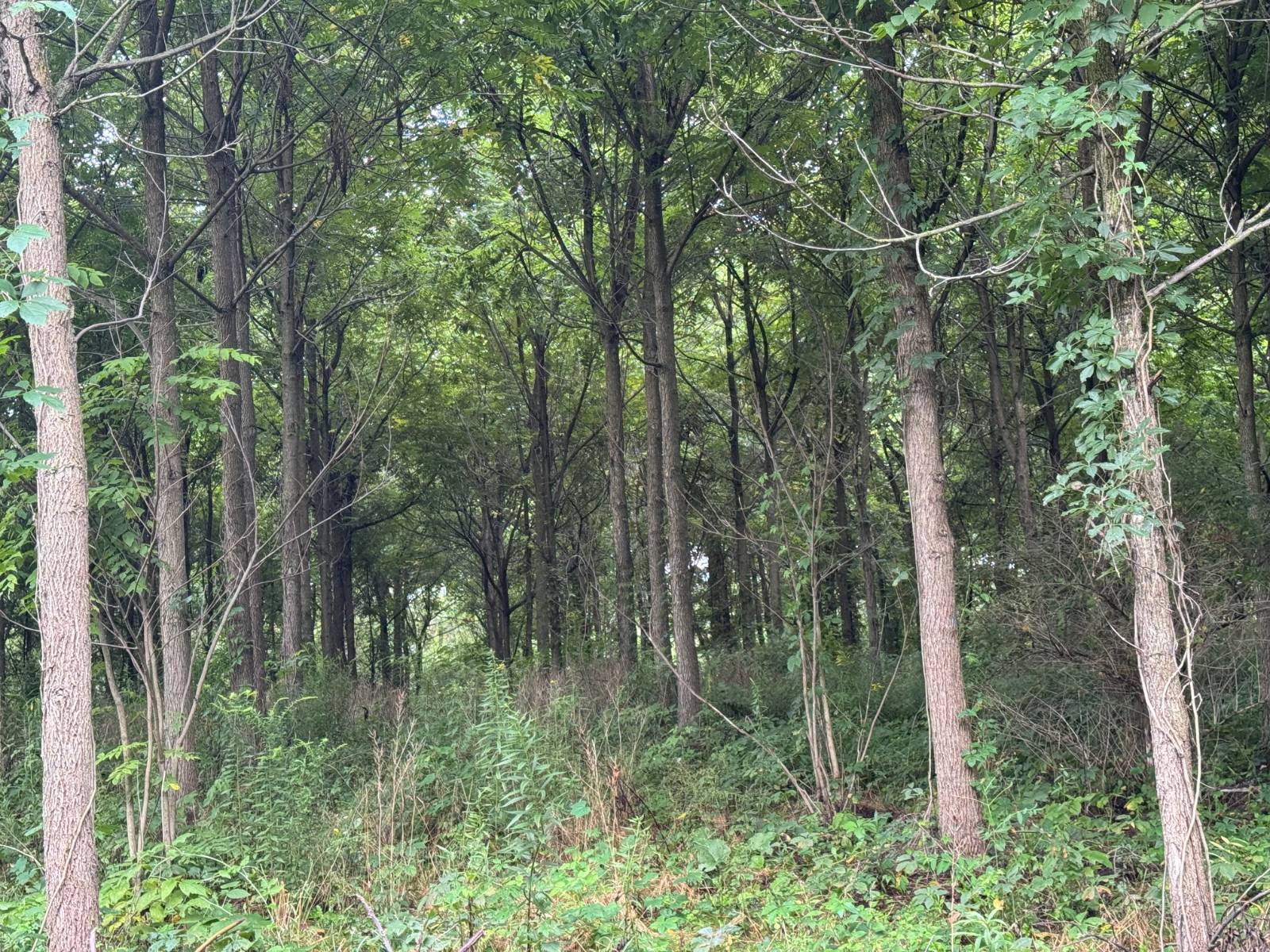 #17 photo, 00 County Rd 14, Earlville , NY 13332