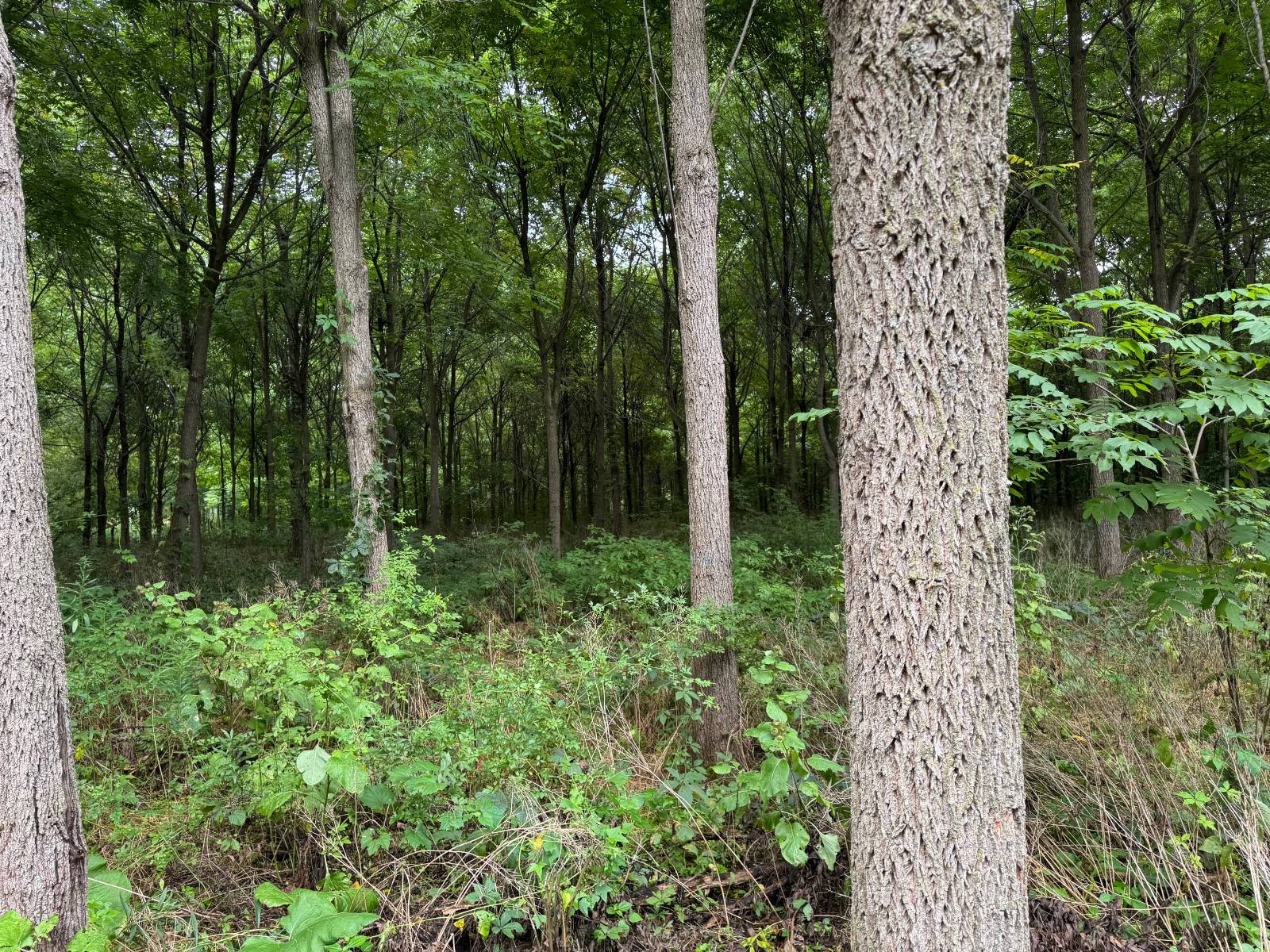 #18 photo, 00 County Rd 14, Earlville , NY 13332