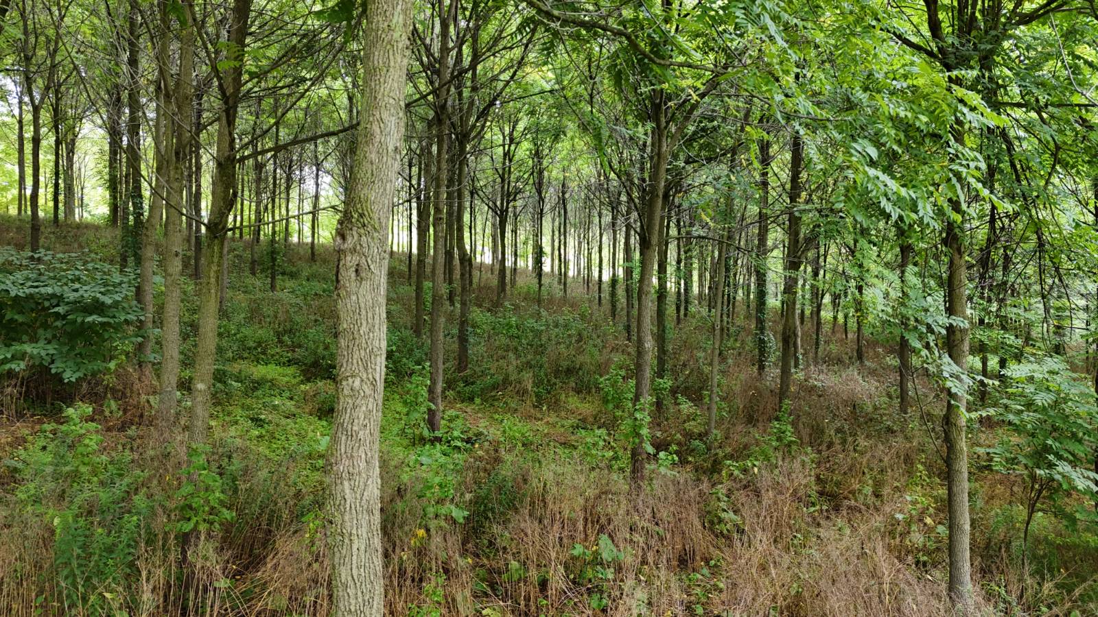 #20 photo, 00 County Rd 14, Earlville , NY 13332