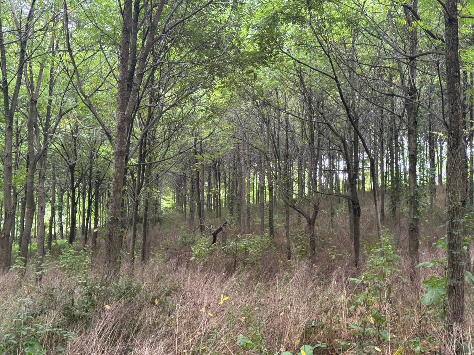 #26 photo, 00 County Rd 14, Earlville , NY 13332