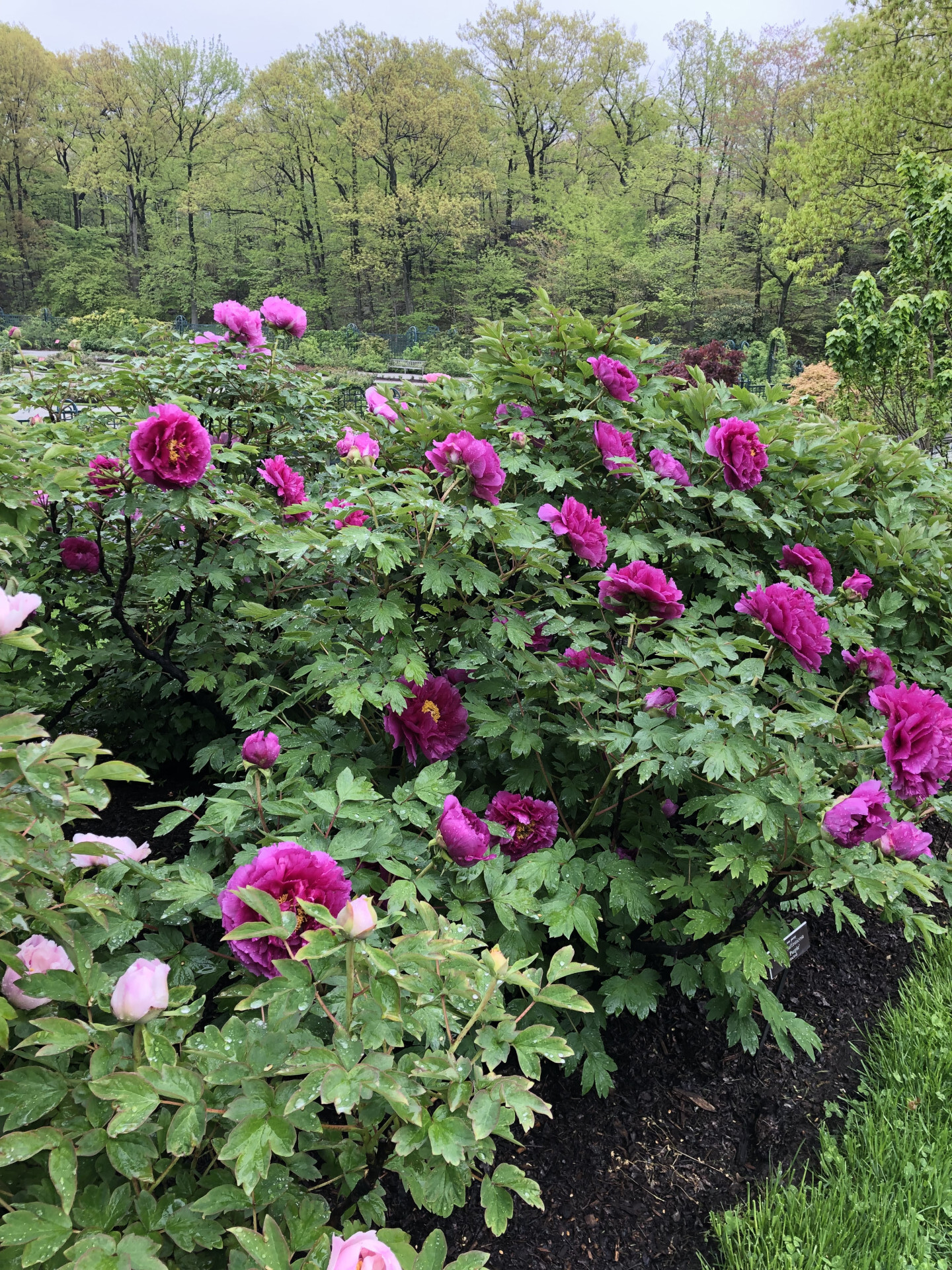 #15 photo, 2385 Barker Avenue, 布朗士 Bronxwood , NY 10467