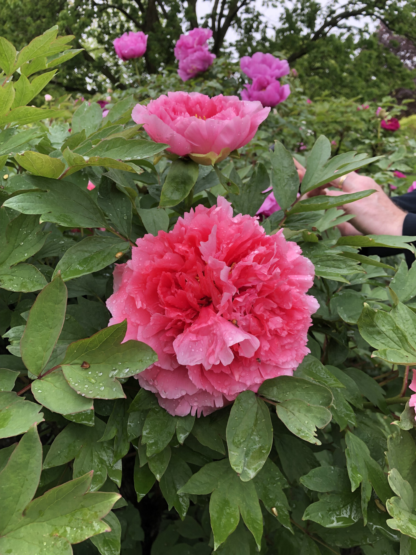 #8 photo, 2385 Barker Avenue, 布朗士 Bronxwood , NY 10467