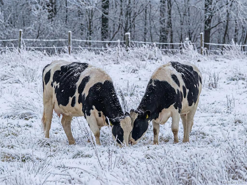 #5 photo, 625 Beechwoods Road, Callicoon , NY 12723