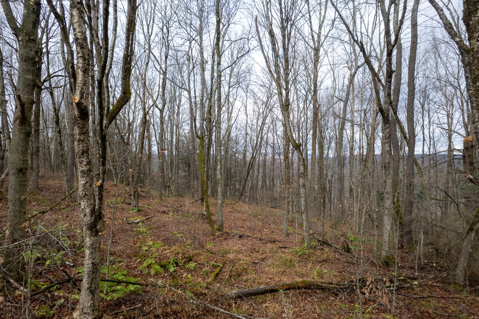 #5 photo, 0 Hardwood Lane, Hancock , NY 13783