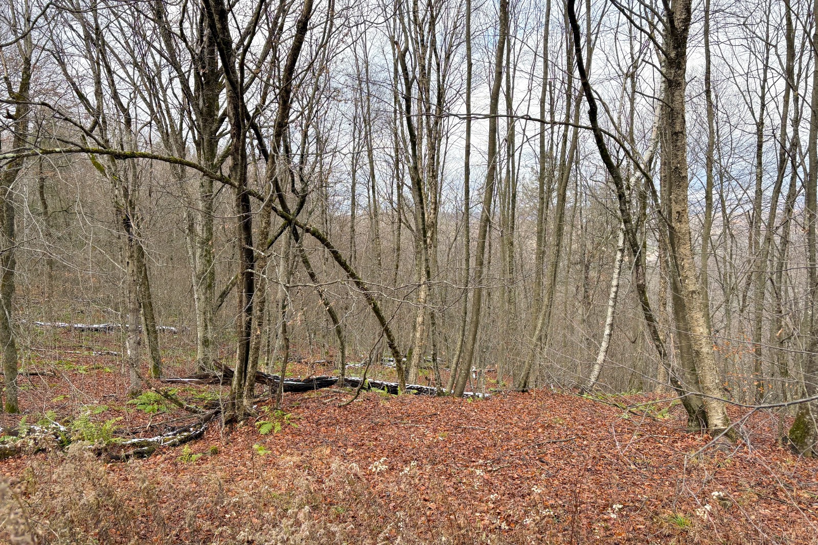 #6 photo, 0 Hardwood Lane, Hancock , NY 13783