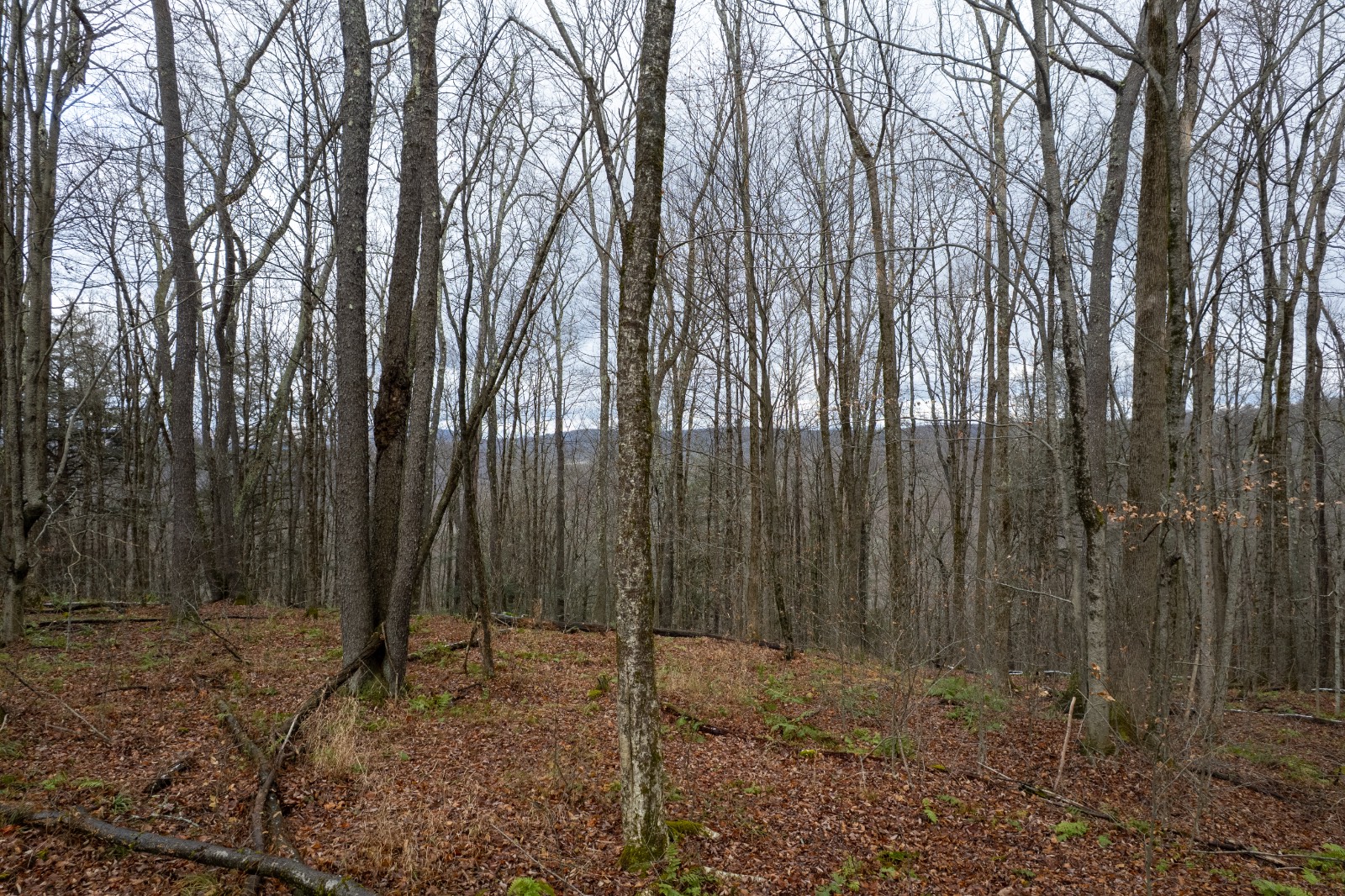 #9 photo, 0 Hardwood Lane, Hancock , NY 13783