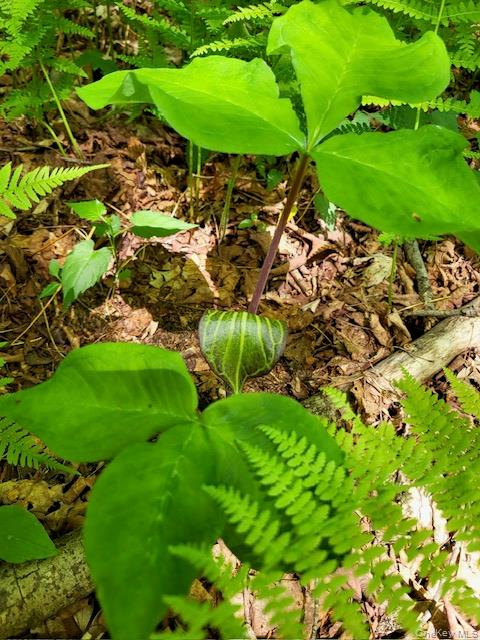 #4 photo, Cr 92, Roscoe , NY 12736