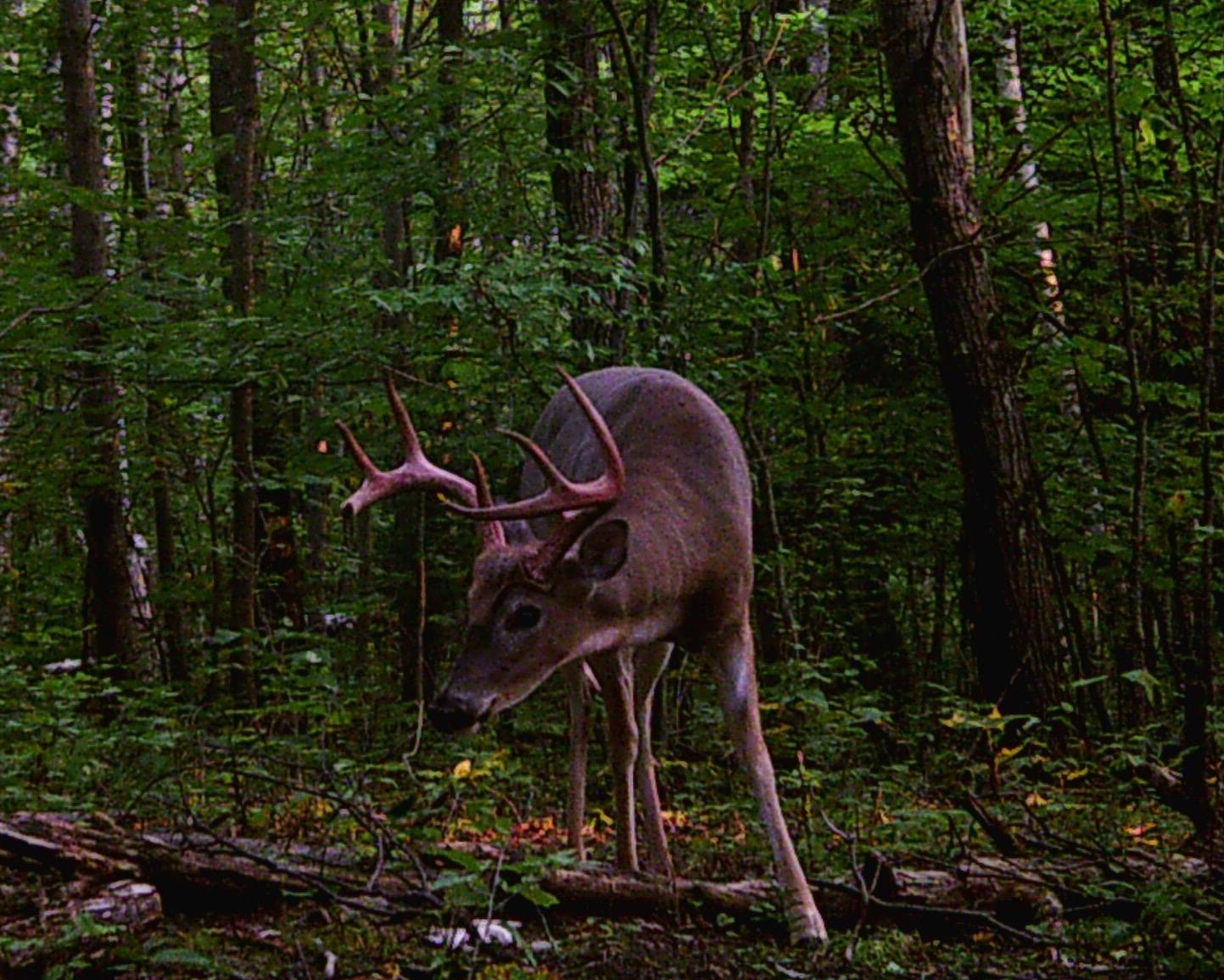 #11 photo, 351 Center Road, 纽约州 Schenevus , NY 12155