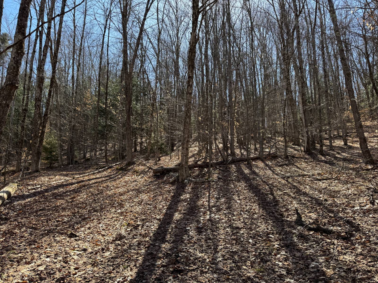 #15 photo, 351 Center Road, 纽约州 Schenevus , NY 12155