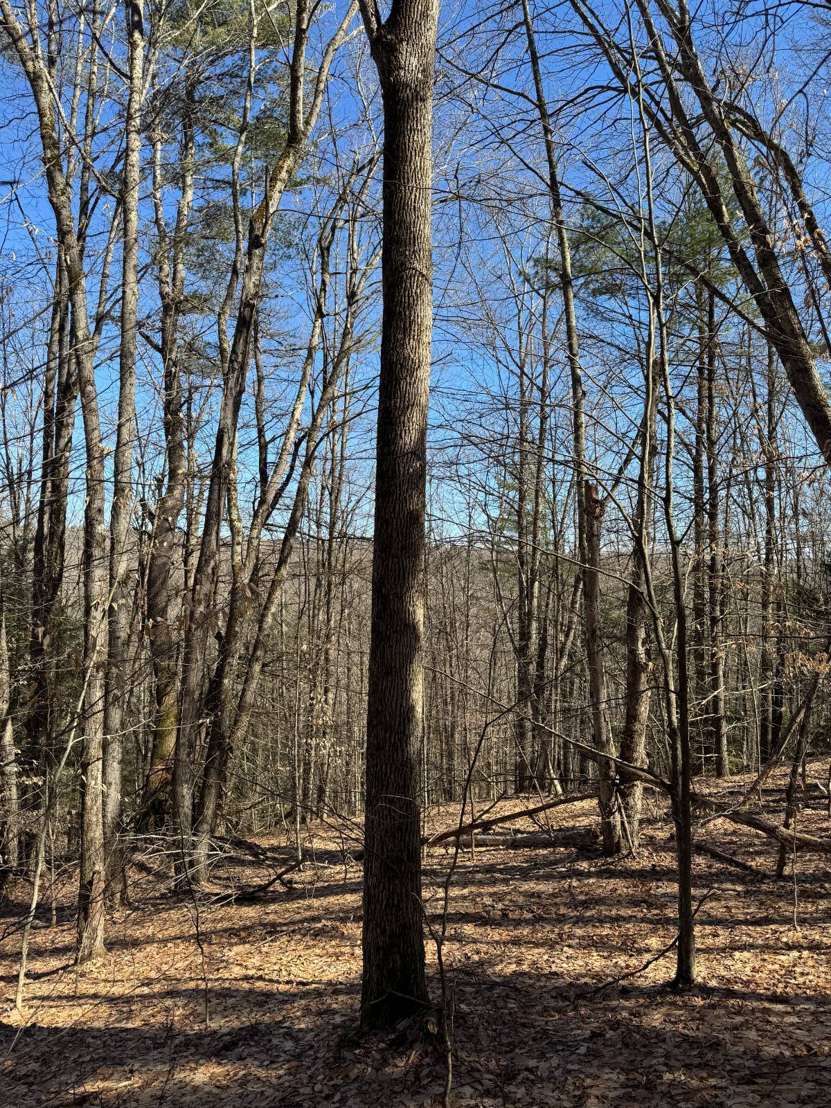 #17 photo, 351 Center Road, 纽约州 Schenevus , NY 12155