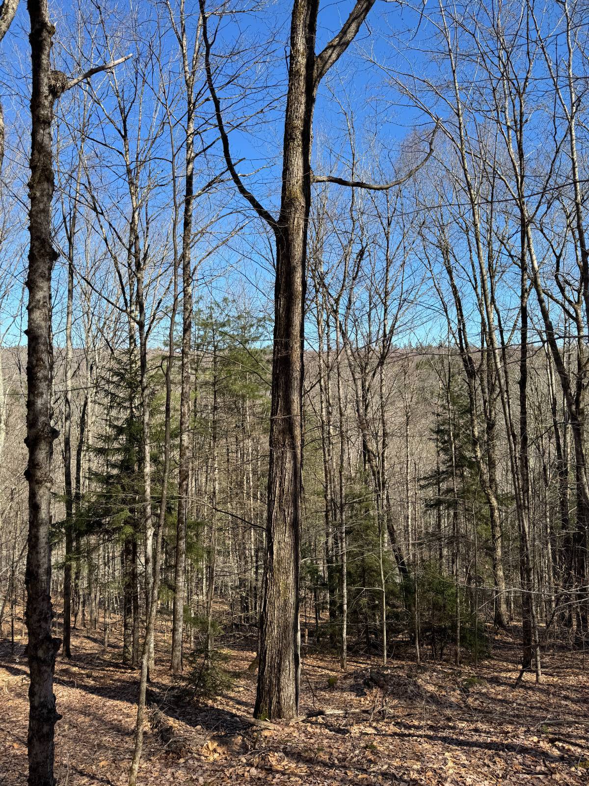 #19 photo, 351 Center Road, 纽约州 Schenevus , NY 12155