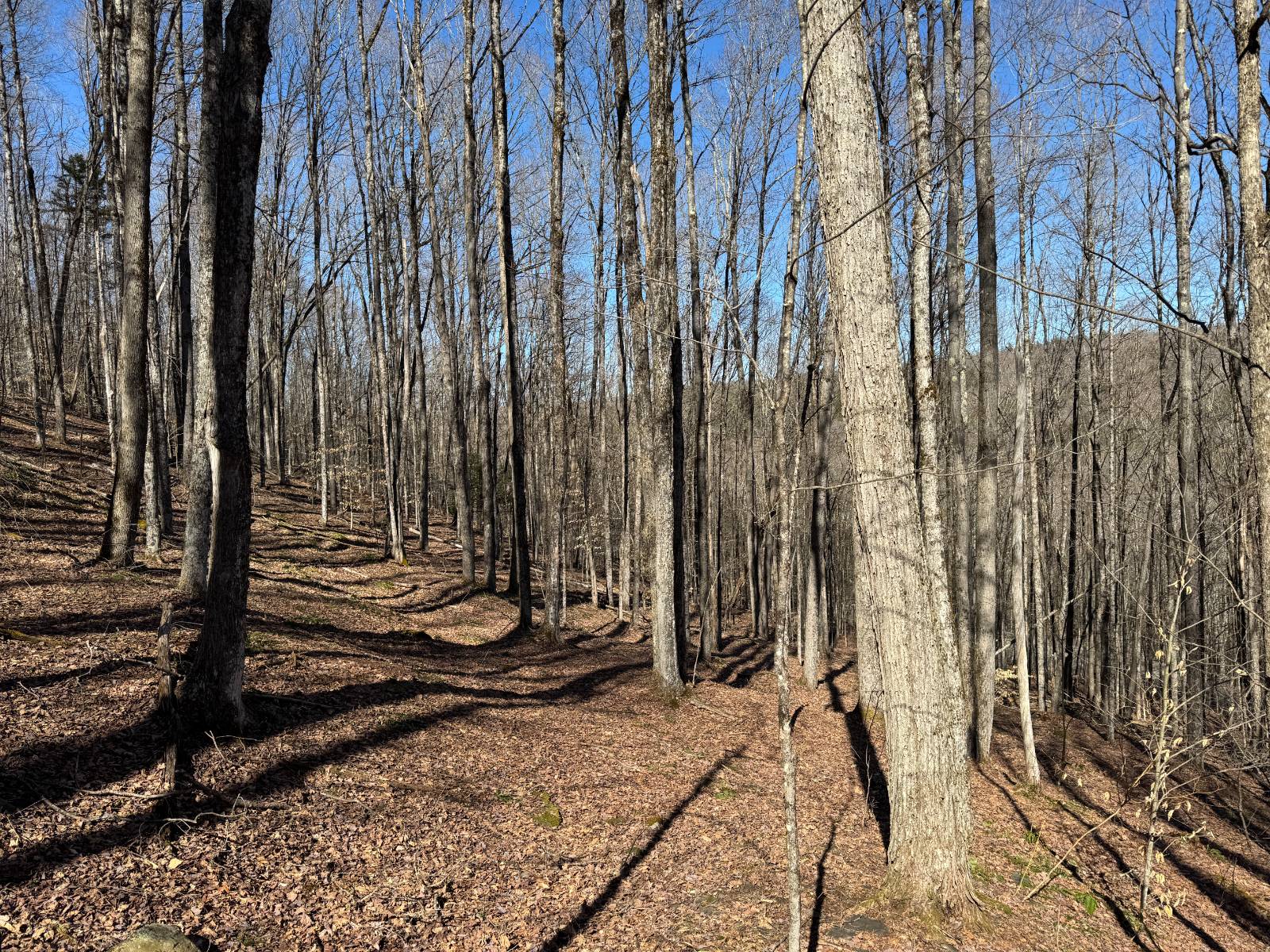 #20 photo, 351 Center Road, 纽约州 Schenevus , NY 12155