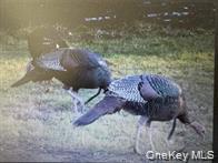 #19 photo, 790 Oak, East Branch , NY 13783