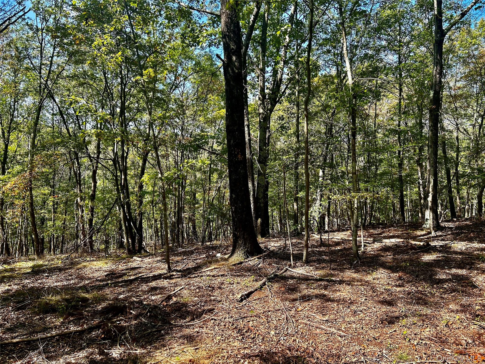 #6 photo, Westfall, Ancram , NY 12502