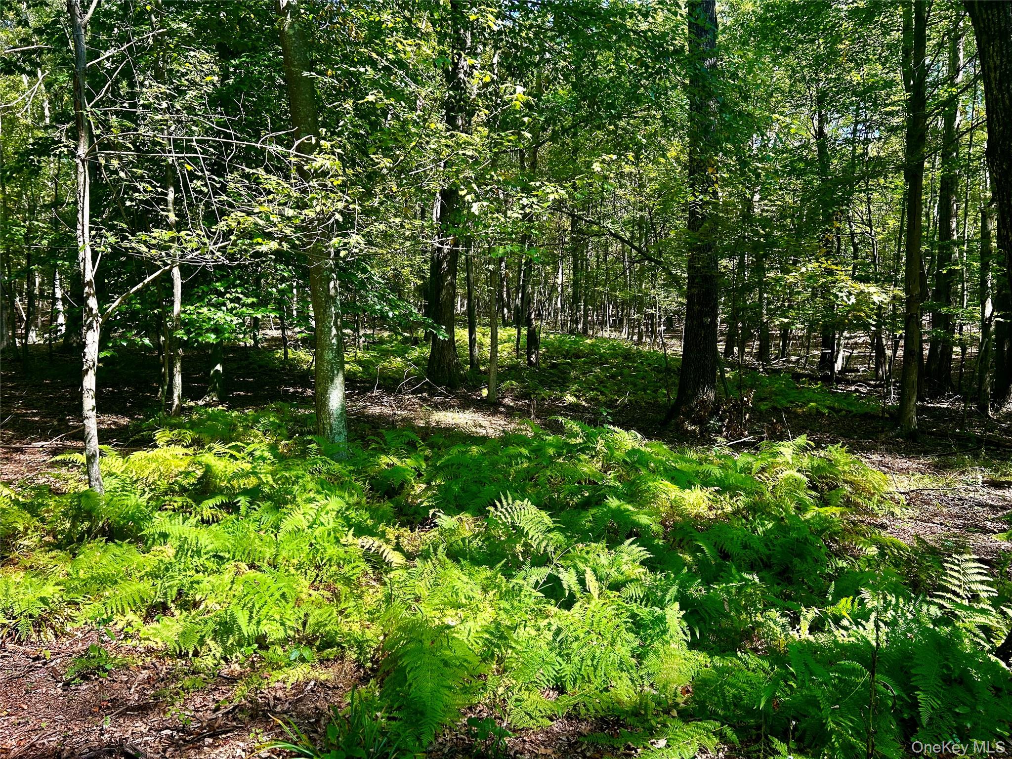 #8 photo, Westfall, Ancram , NY 12502