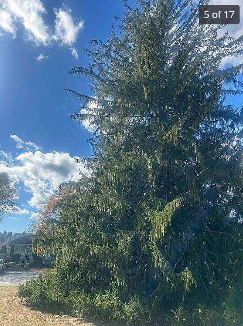 #13 photo, 00 LAKE PROMENADE, 东长岛 Lake Ronkonkoma , NY 11779