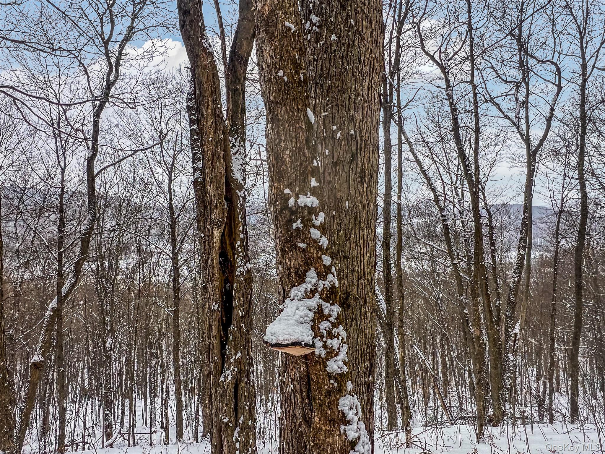 #19 photo, Betty Brook Road, Bloomville , NY 13842