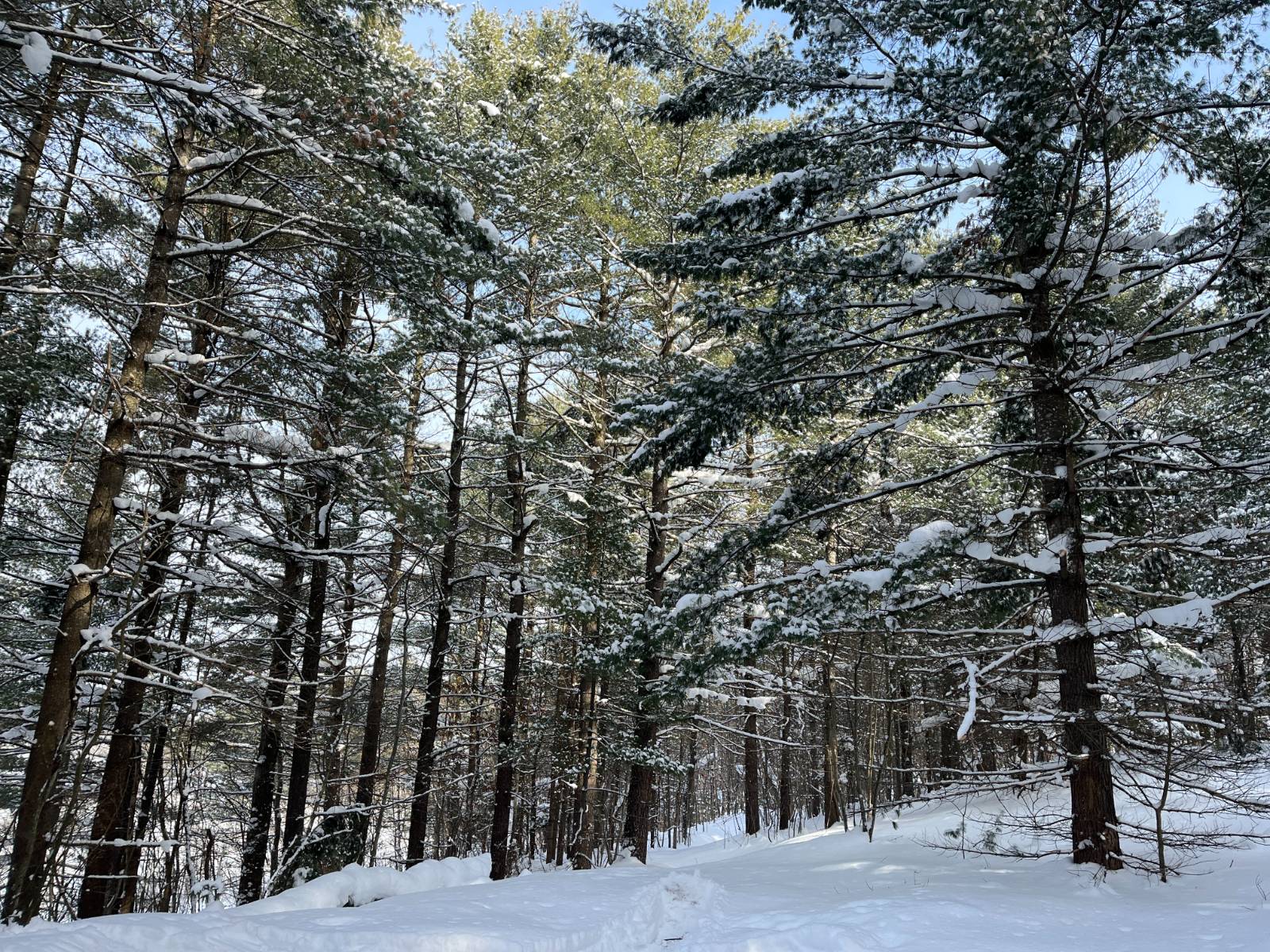 #1 photo, 00 Arnoldville Rd, #2, Diana , NY 13648