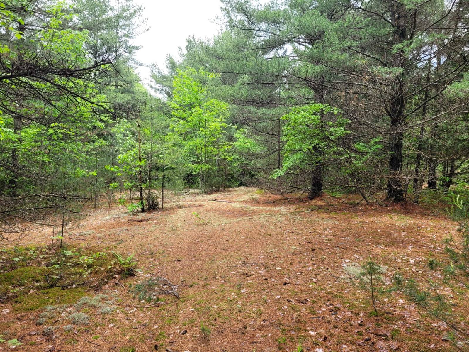 #10 photo, 00 Arnoldville Rd, #2, Diana , NY 13648