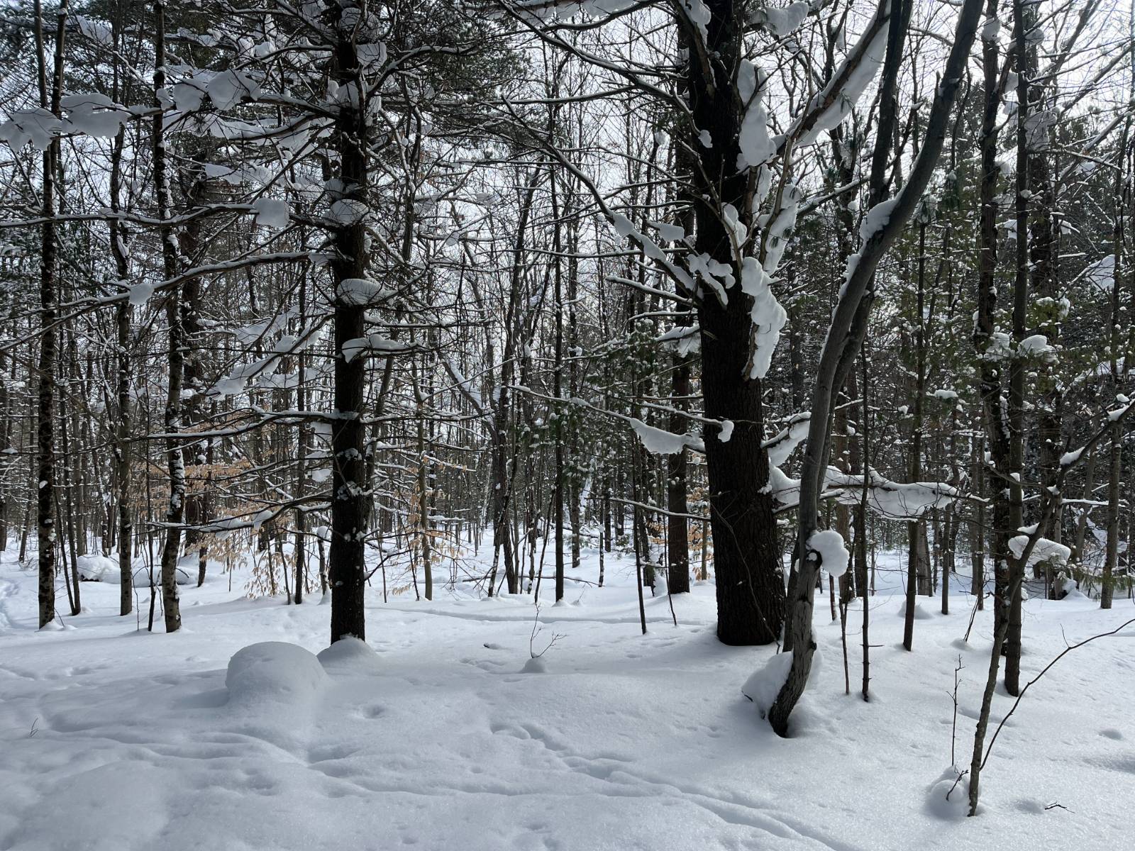 #17 photo, 00 Arnoldville Rd, #2, Diana , NY 13648