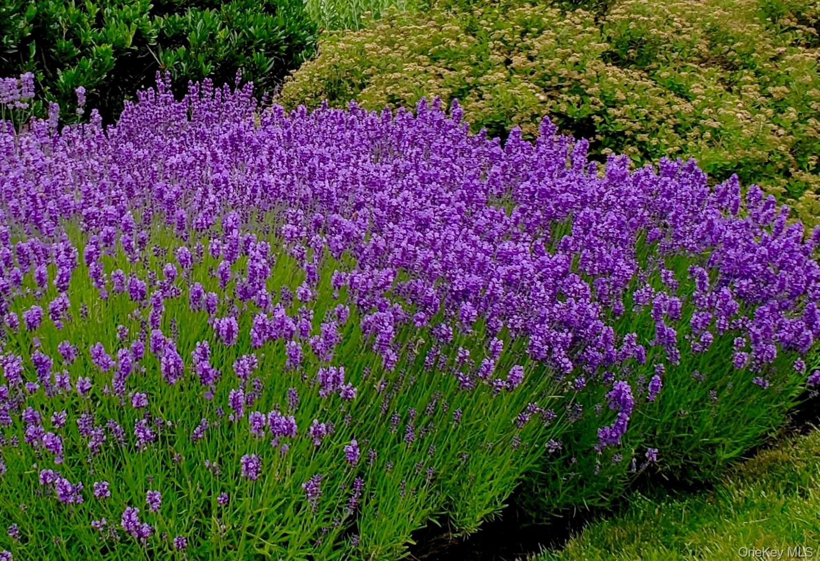 #4 photo, Orient, 东长岛 Orient , NY 11957