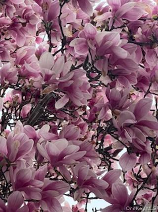 #8 photo, 79 Amy Drive, Sayville , NY 11782