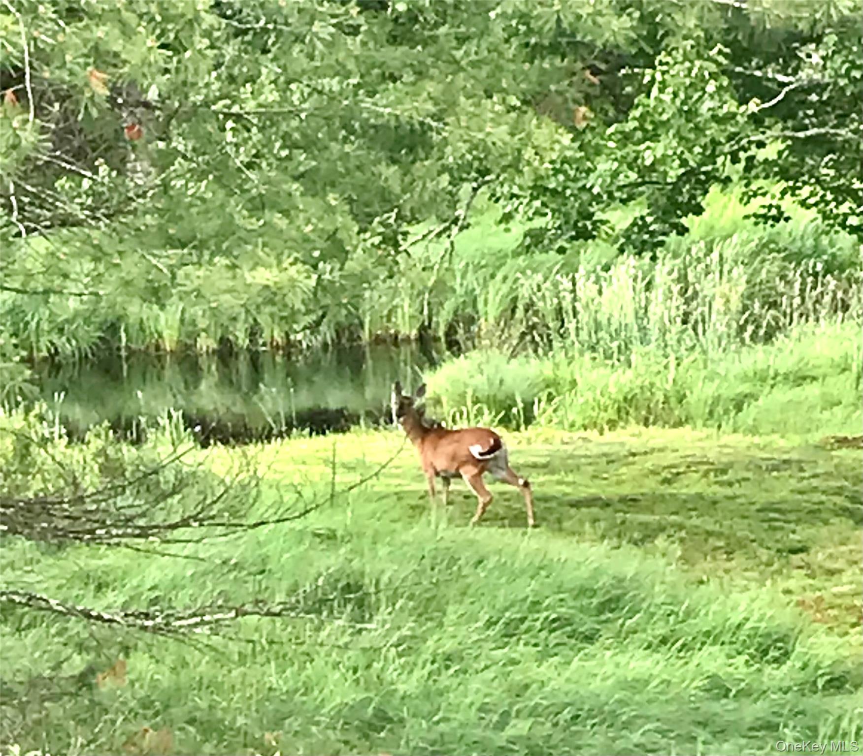 #5 photo, 26 Valley Road, Forestburgh , NY 12777