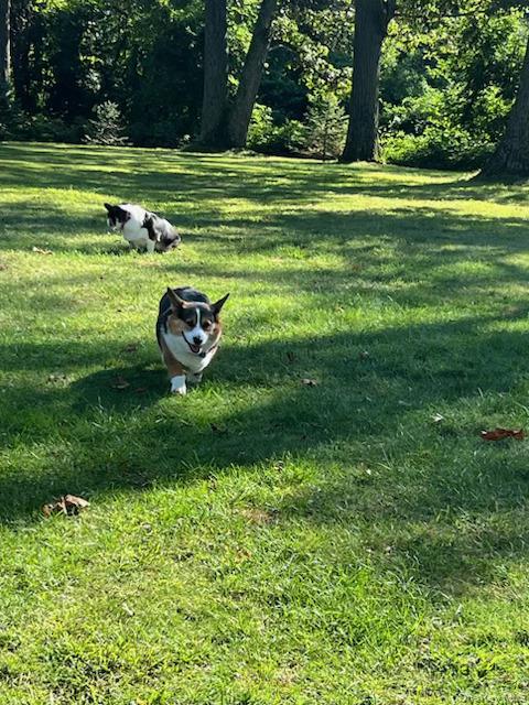 #5 photo, 96 Brooksite Drive, Smithtown , NY 11787